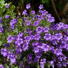Purple campanula flowers