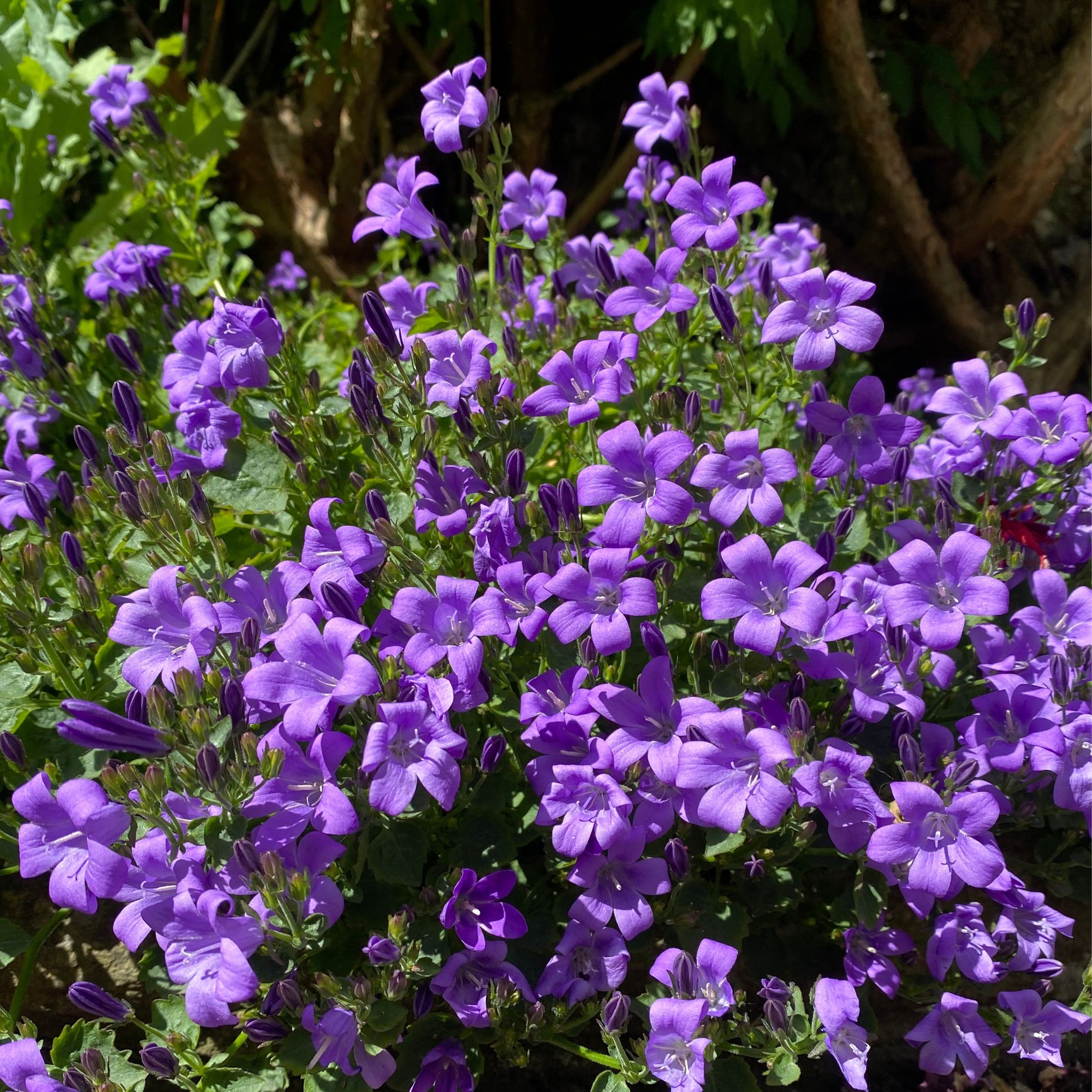 Purple campanula flowers