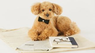 Poodle newspaper book and glassees