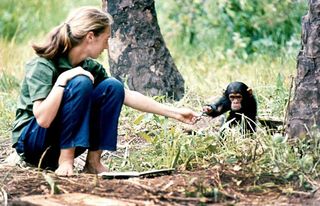 Jane Goodall, pictured here, made a series of groundbreaking discoveries about chimps that made us rethink how unique humans really are when compared with the rest of the animal kingdom.