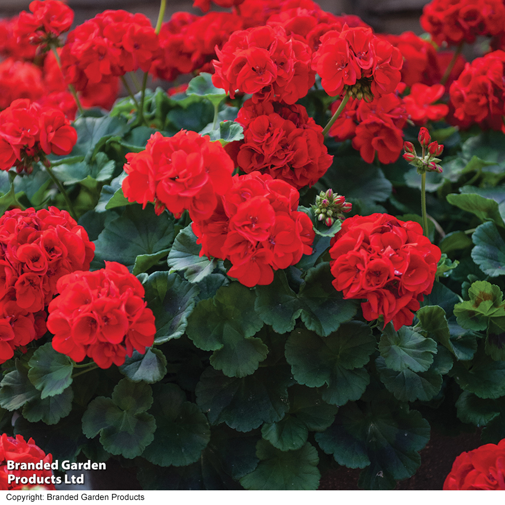 Geranium 'best Red' F1