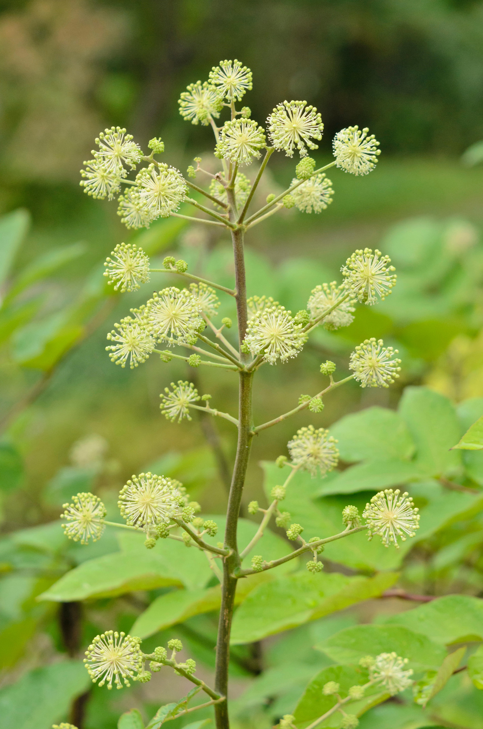 Japanese spikenard (Aralia cordata)