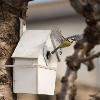 Bird flying out of a white bird box attached to a tree. The bird is blue and yellow