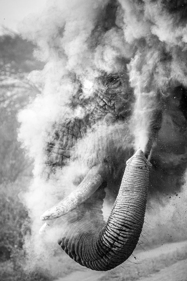The split-second moment a bull elephant explodes in dust, this amazing ...