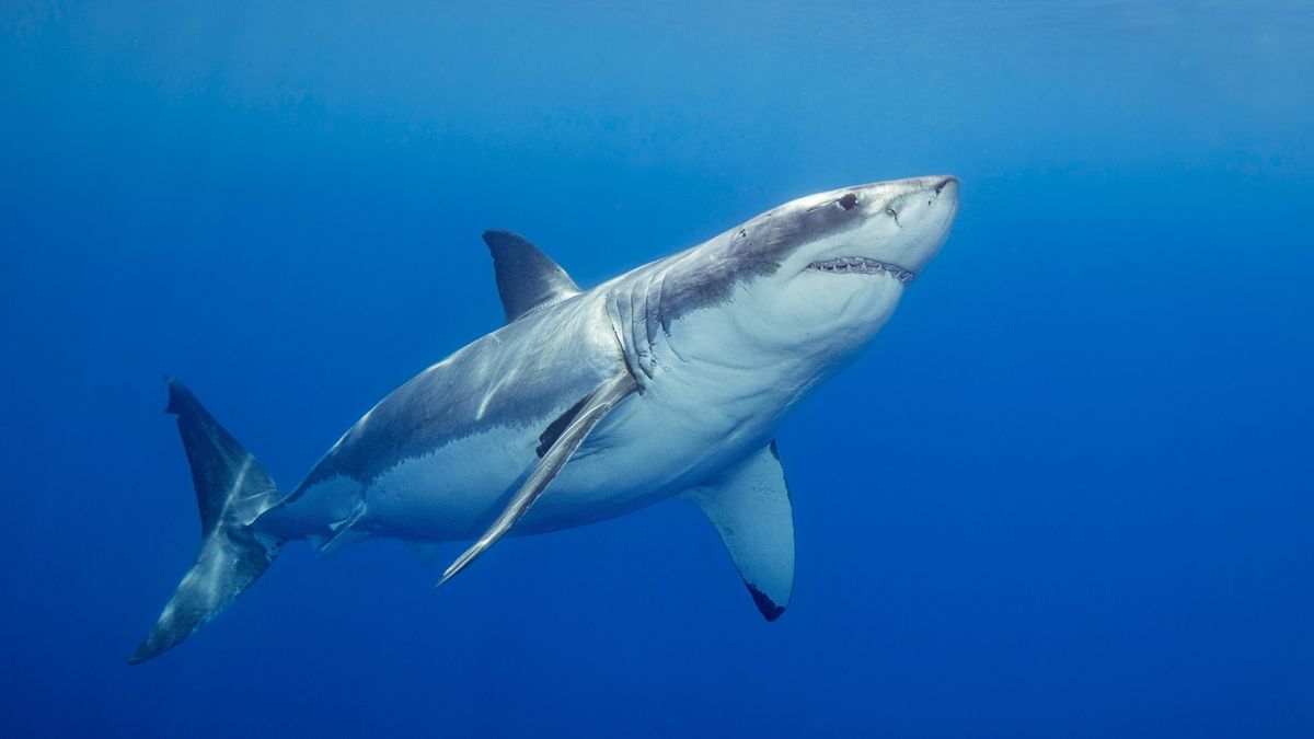 How to watch 'Secrets of the Great White Kill' – stream 'Shark Week' 2026 from anywhere