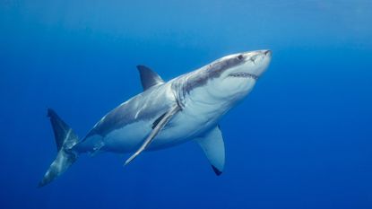 A great white shark photographed off Guadalupe Island, Mexico