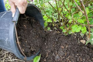 how to create an eco-friendly garden: Spreading mulch in a flowerbed