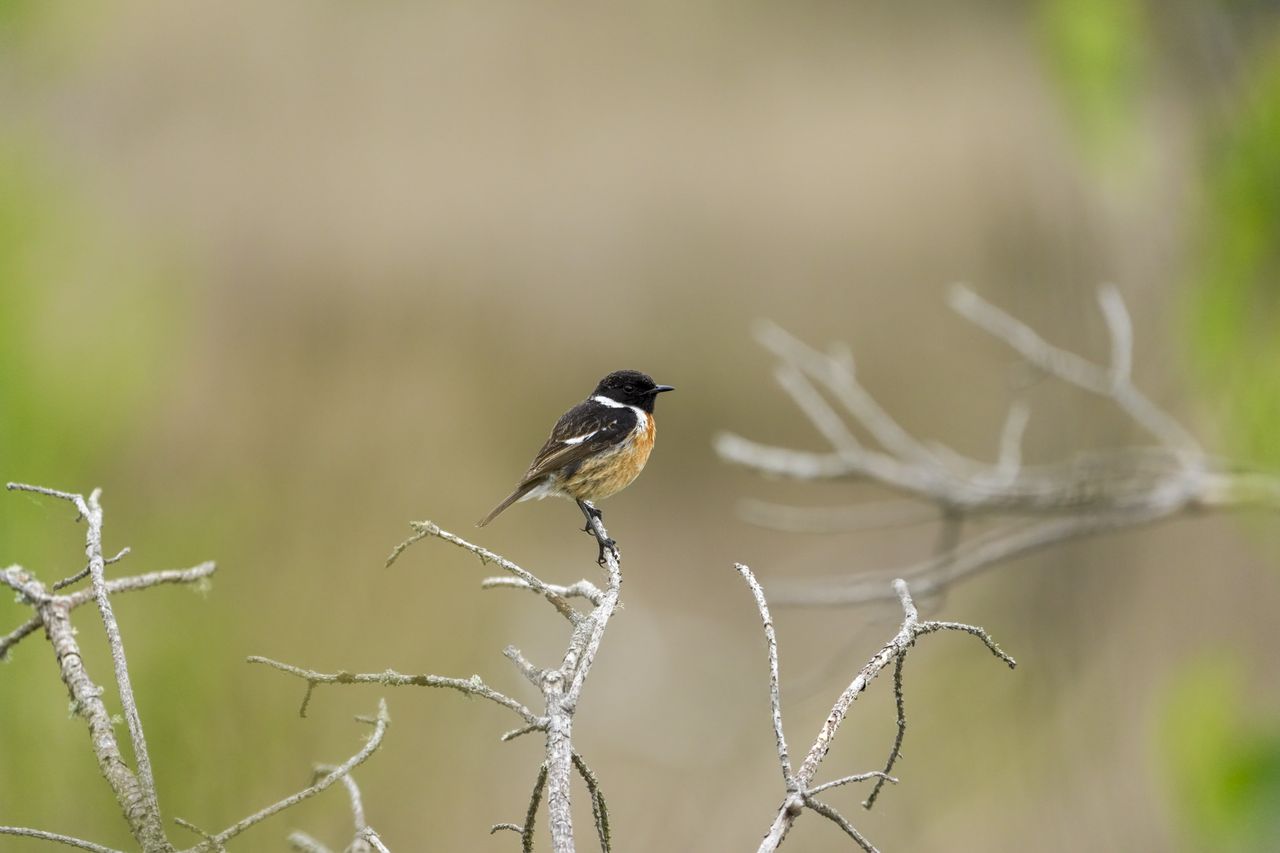 Wild birds in the natural habitat of a common in the UK