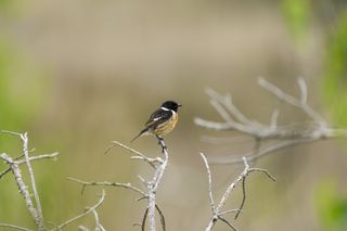 Wild birds in the natural habitat of a common in the UK