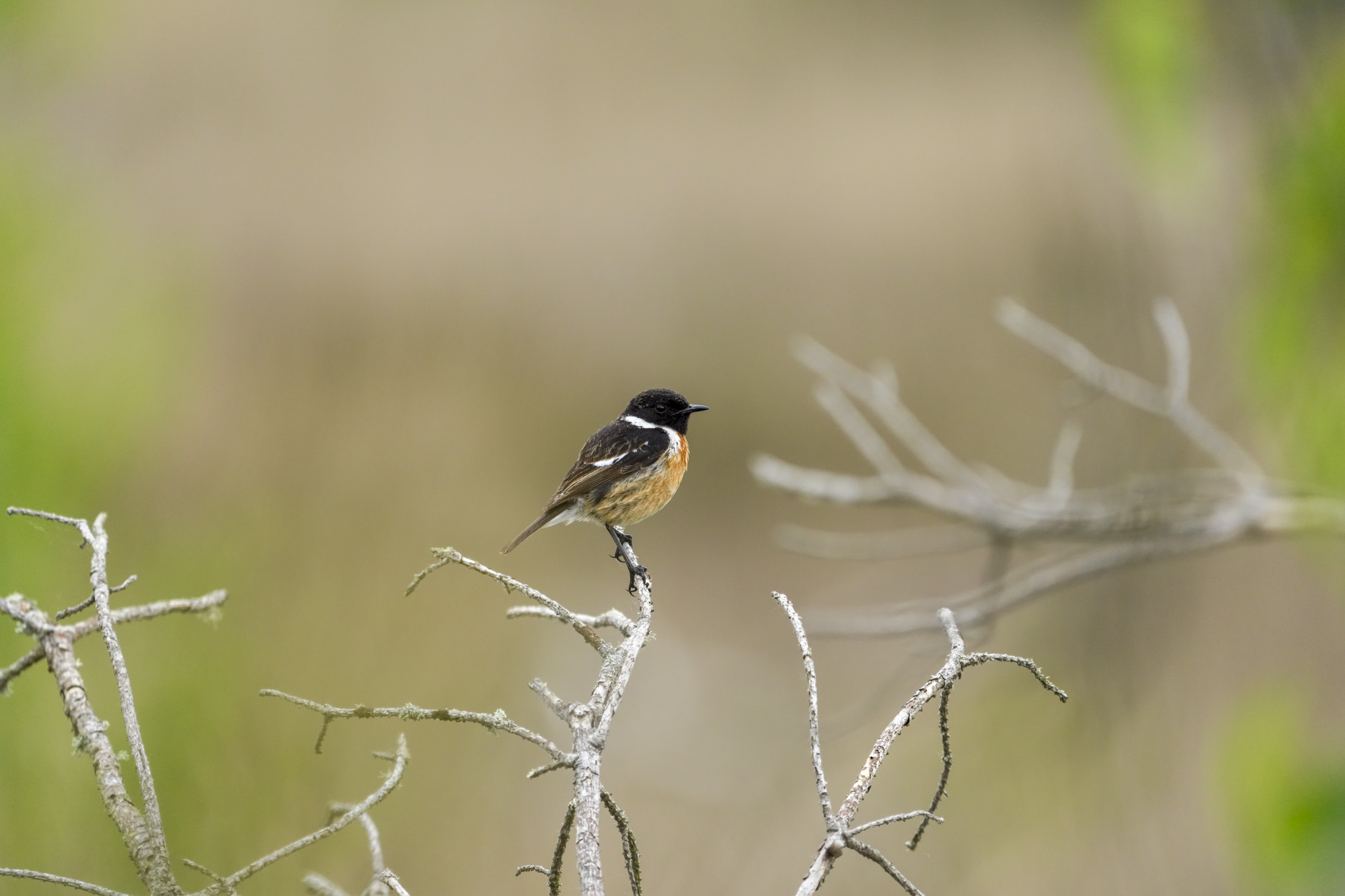 Wild birds in the natural habitat of a common in the UK