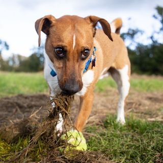Dog pulling up grass with mouth