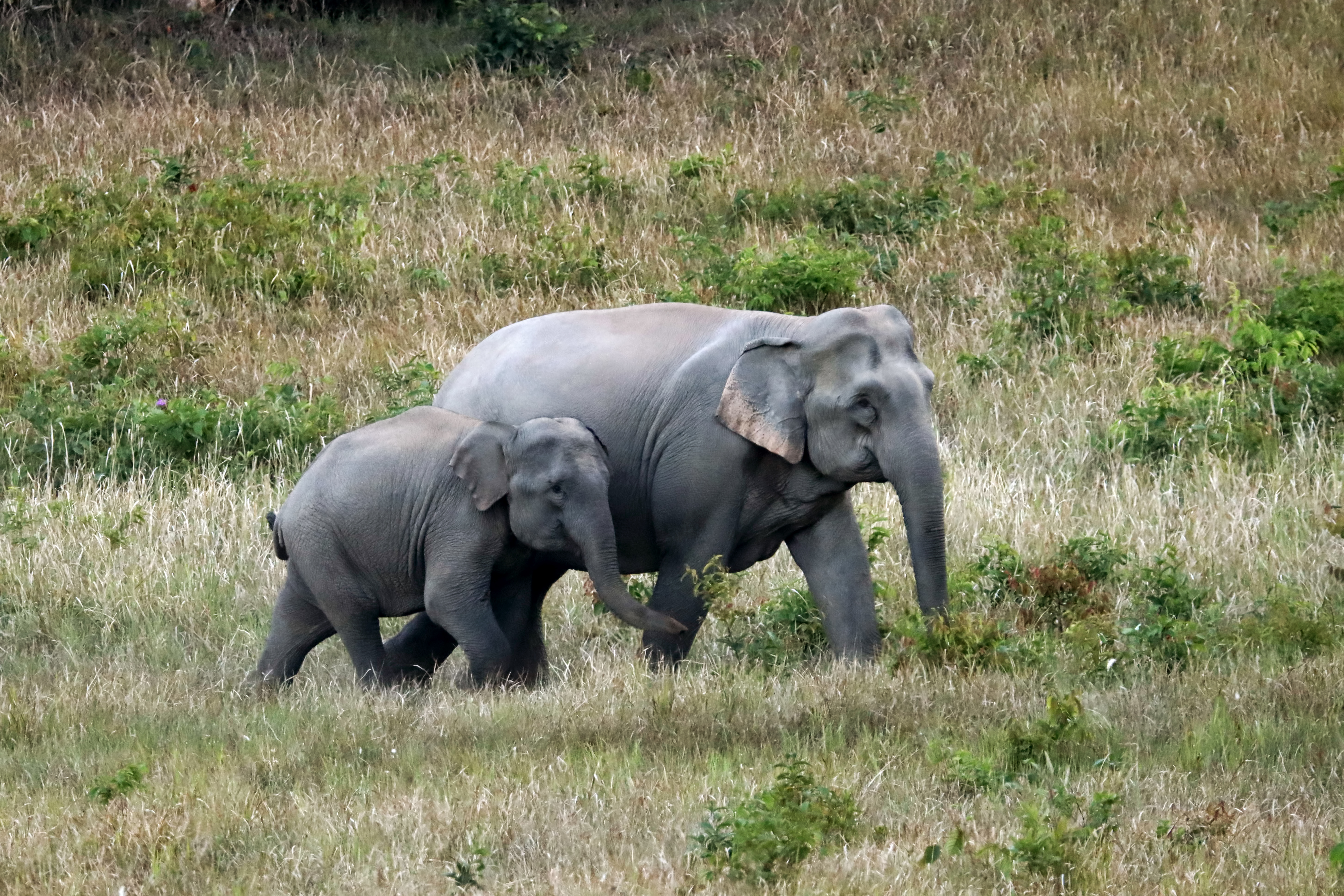 Two asian elephant walking in grass field.