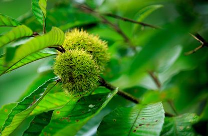 Green Chinese Chestnut Tree