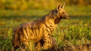 Aardwolf