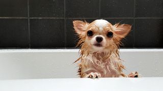 How to give a dog a flea bath: Chihuahua in the bath