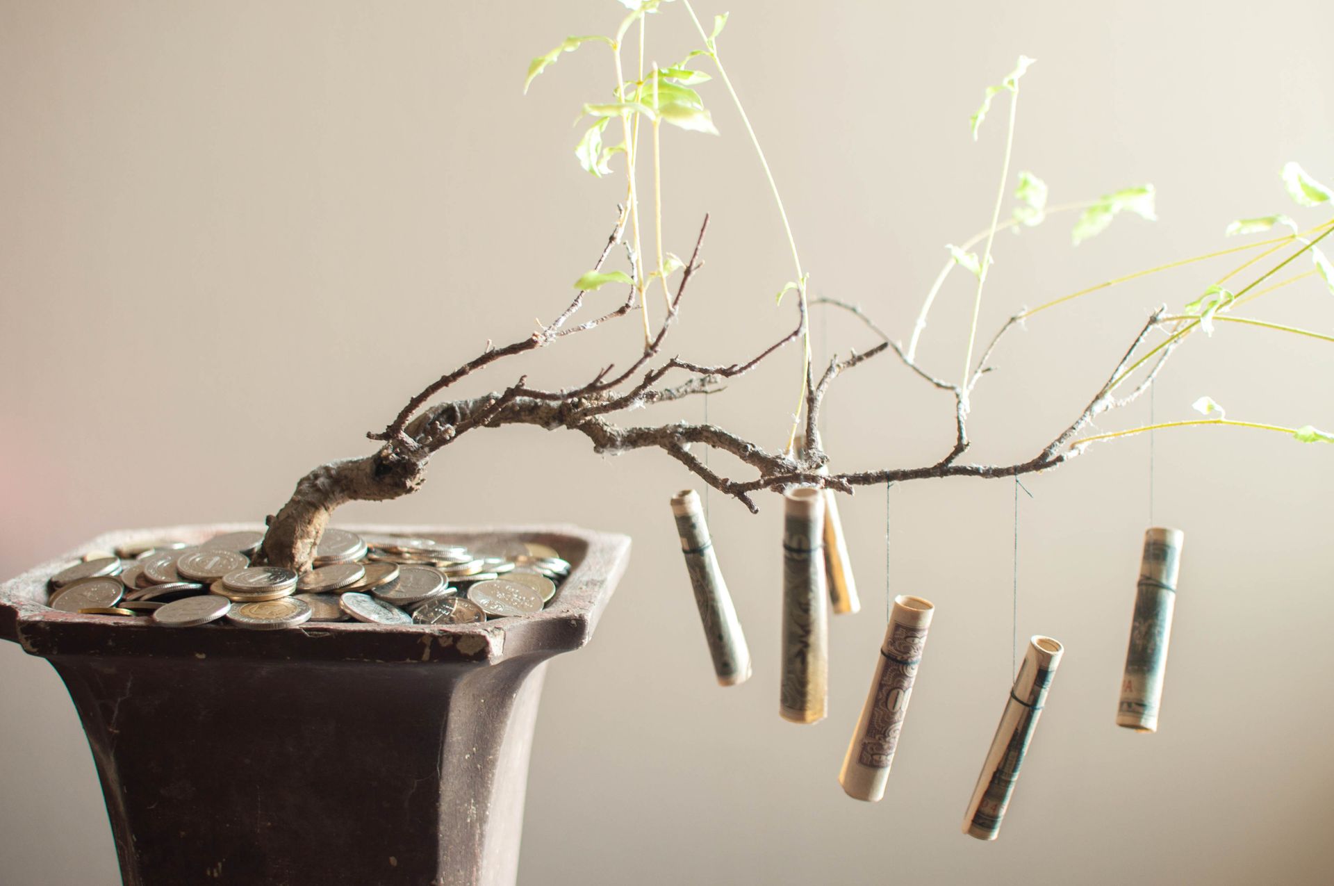Coins and bills growing on bonsai tree