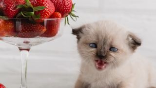 A point color kitten is sitting on a table next to vase of red ripe strawberries