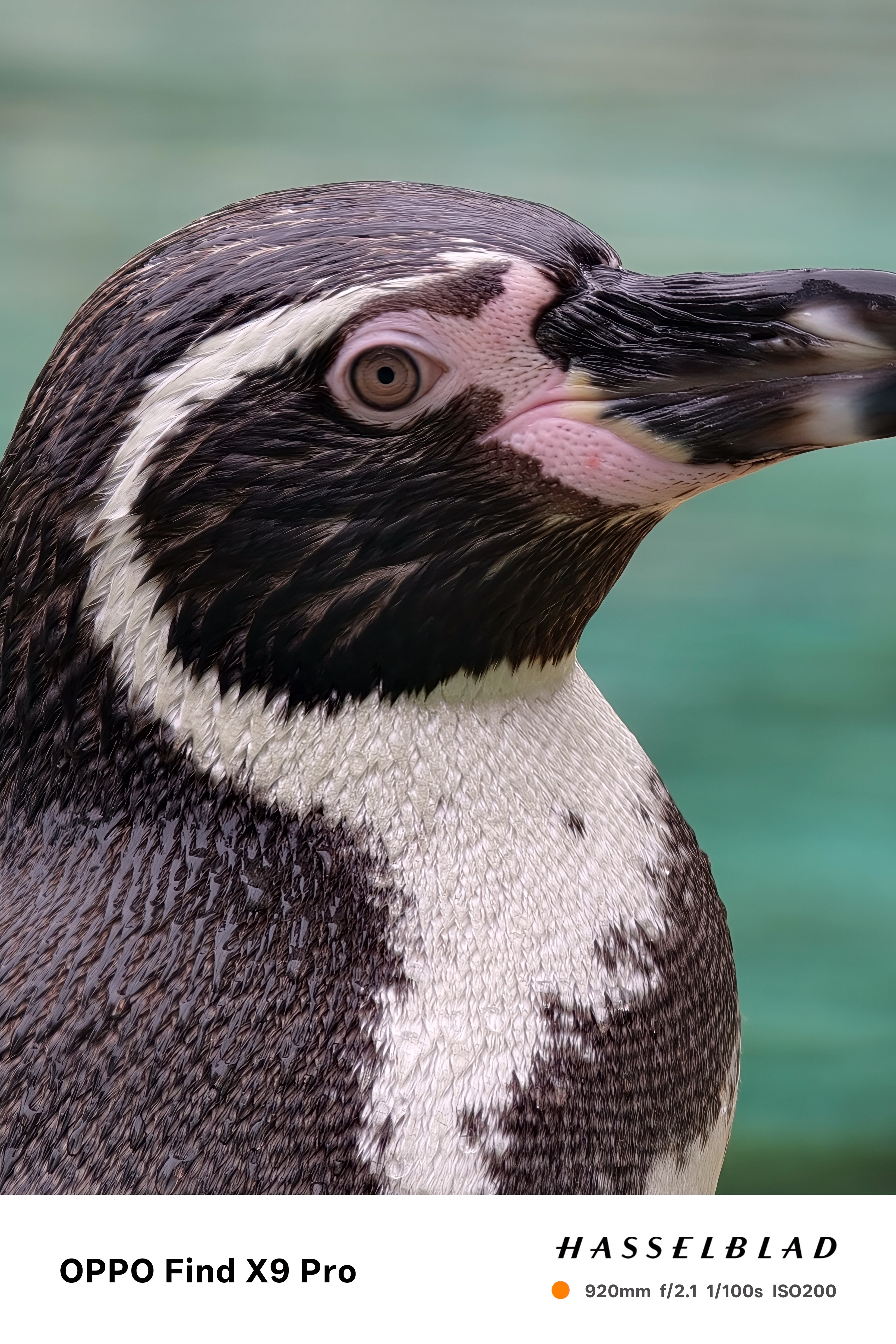 Close-up of the face and eye of a penguin