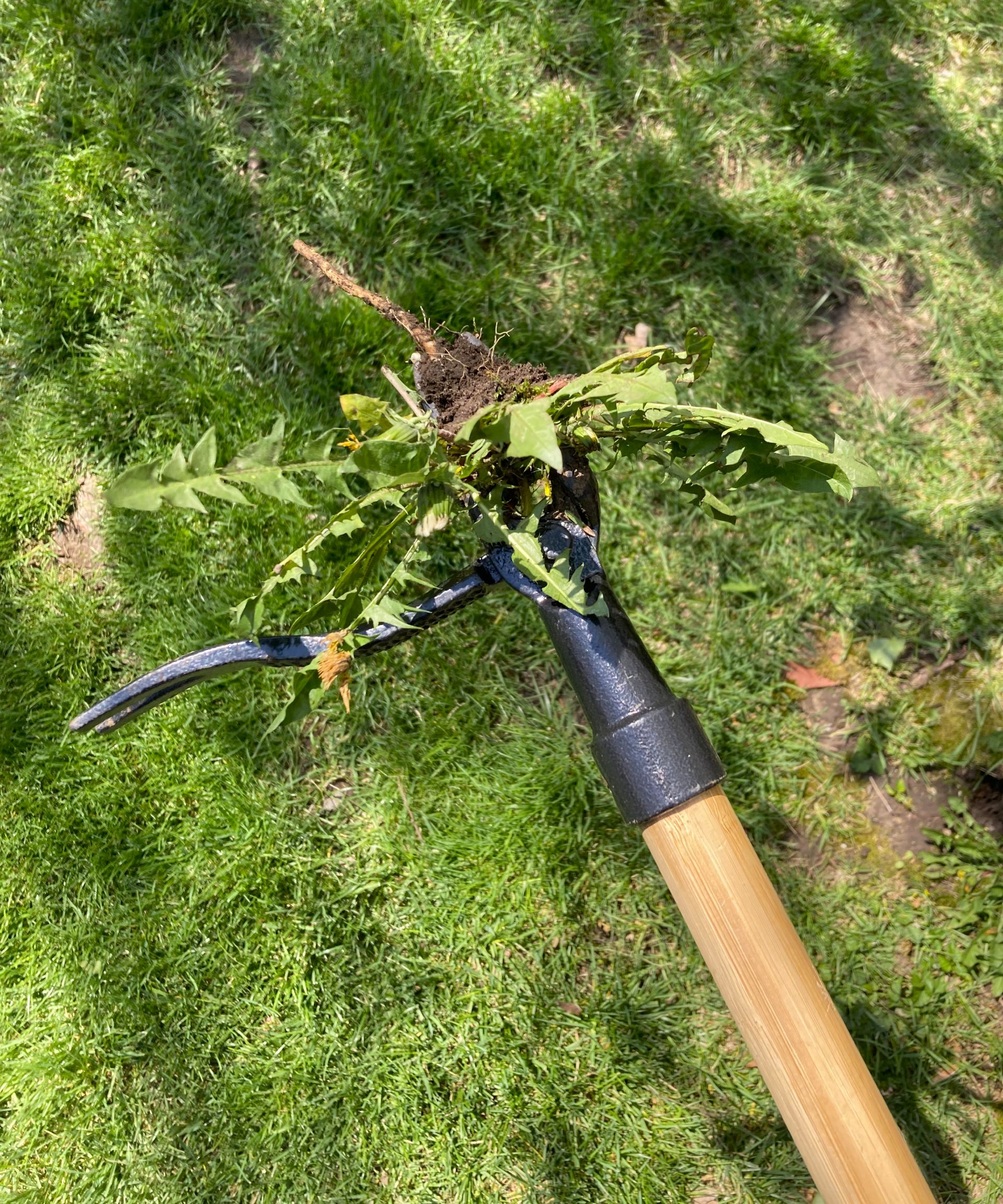 standup weeder holding dandelion