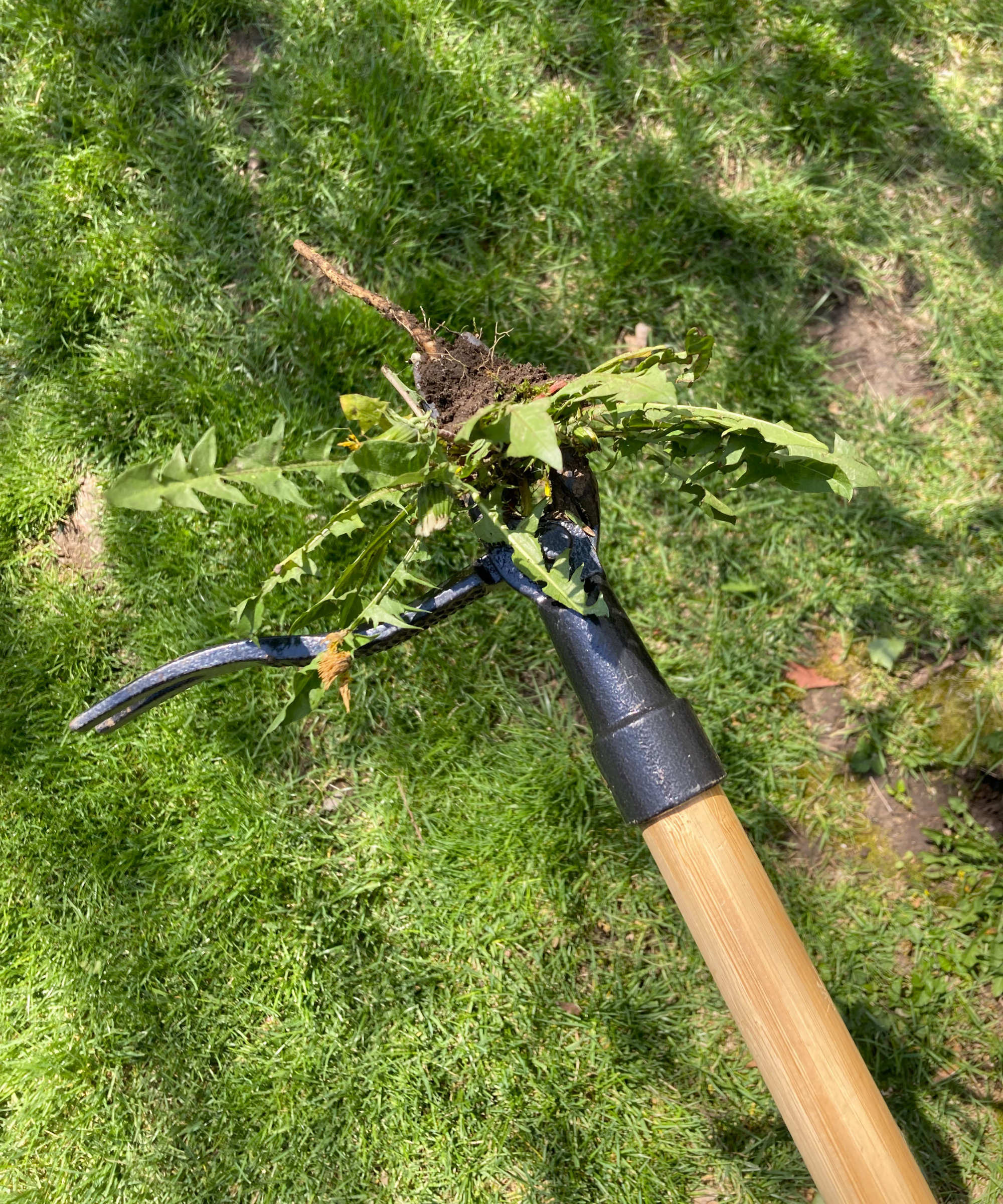 standup weeder holding dandelion
