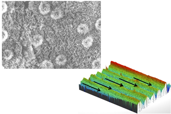 Rice leaves are characterized by waxy bumps (above), which repel water and prevent contaminants from adhering to the surface, as well as grooves (below) that keep water from pooling on the surface. Incorporating these features into man-made products could help engineers tackle unwanted biological build-up in a wide variety of industries.