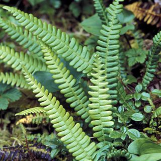 Deer fern in a forest