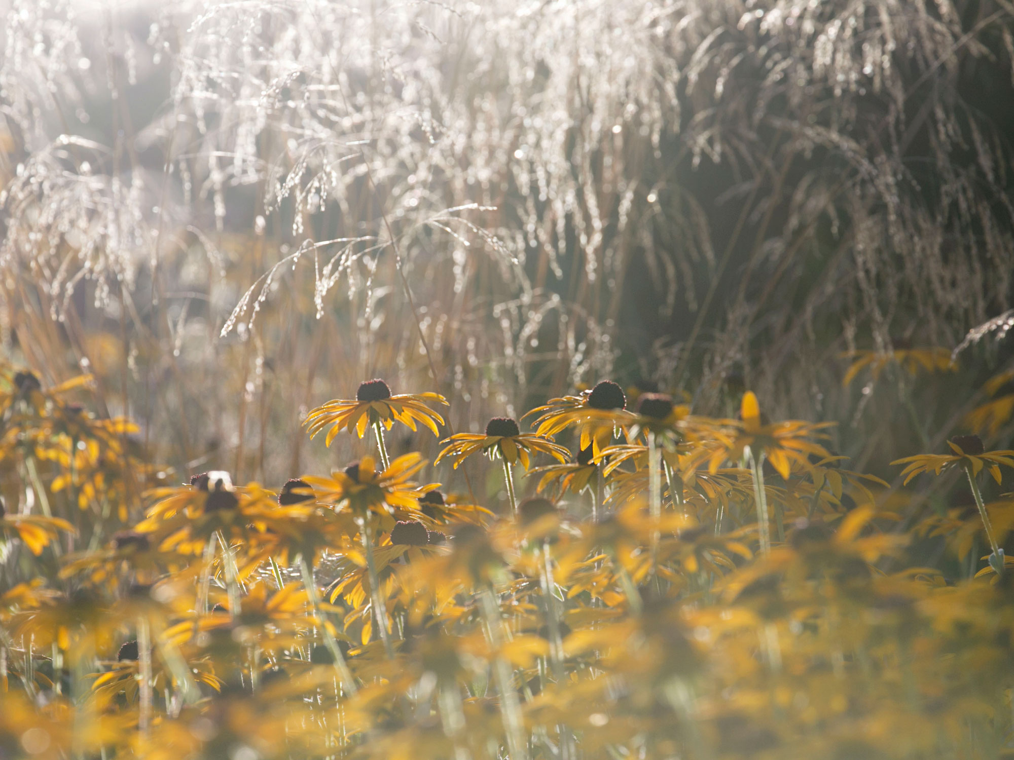 black eyed susan and ornamental grasses