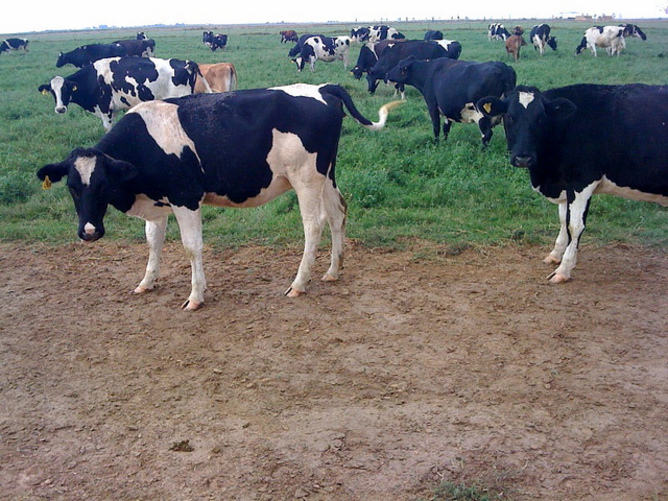 As soon as milk is secreted from the udder, it is at risk of contamination by many different bacteria.