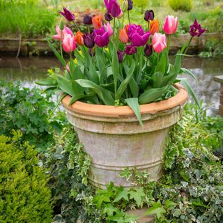 A pot of tulips balanced on ivy ground cover in a garden