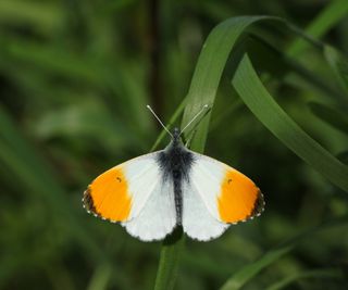 Small white butterfly with black body and orange wingtips rests on blade of grass