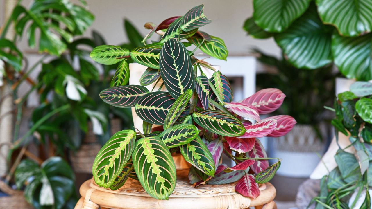 Tropical &#039;Maranta Leuconeura Fascinator&#039; houseplant with leaves with exotic red stripe pattern table in living room with many plants 