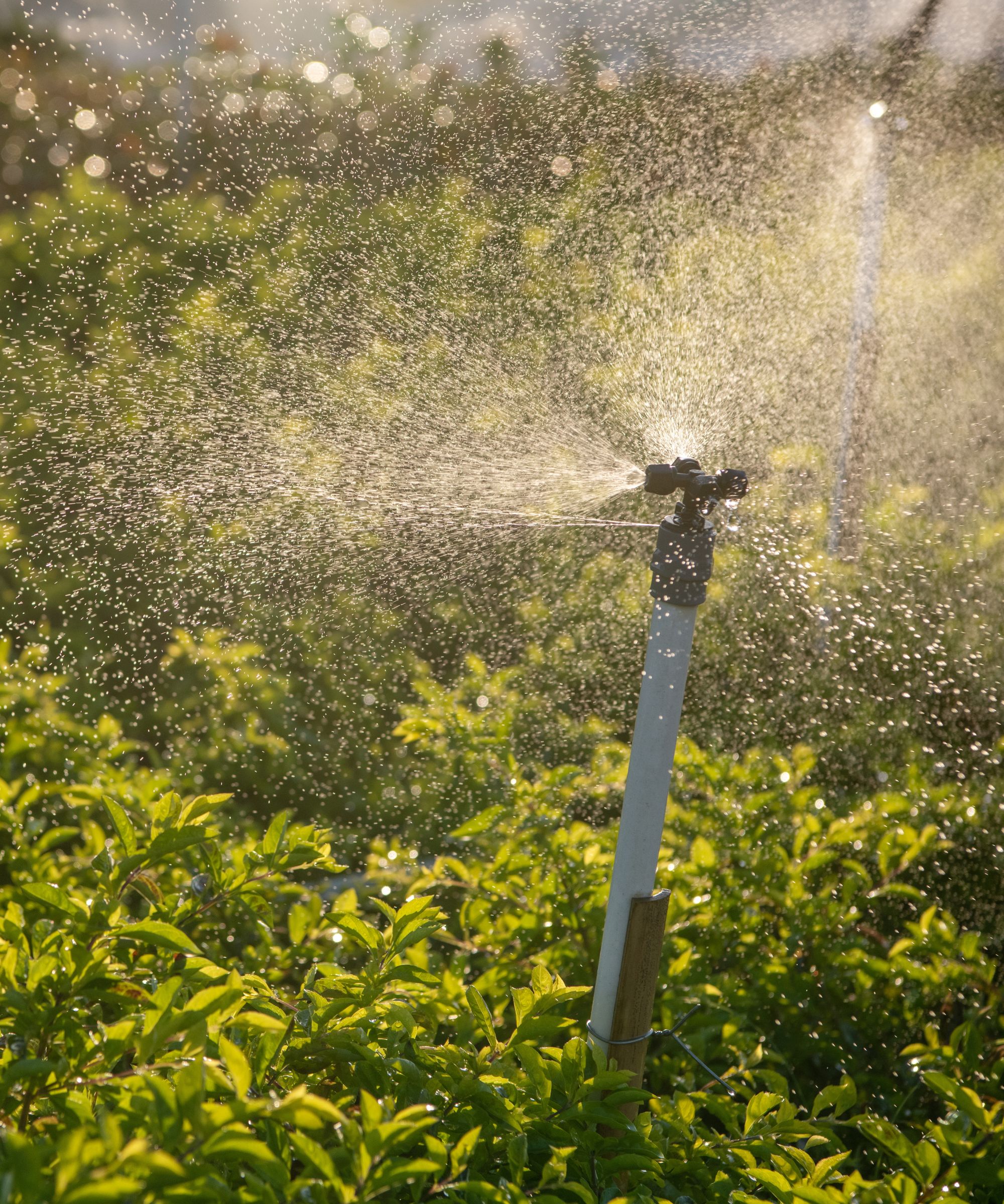Sprinkler in garden bed