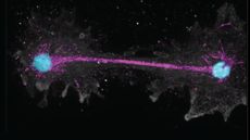 Two glowing blue cells are connected by a pink line against a black background.
