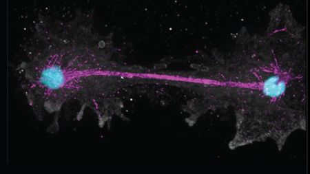Two glowing blue cells are connected by a pink line against a black background.