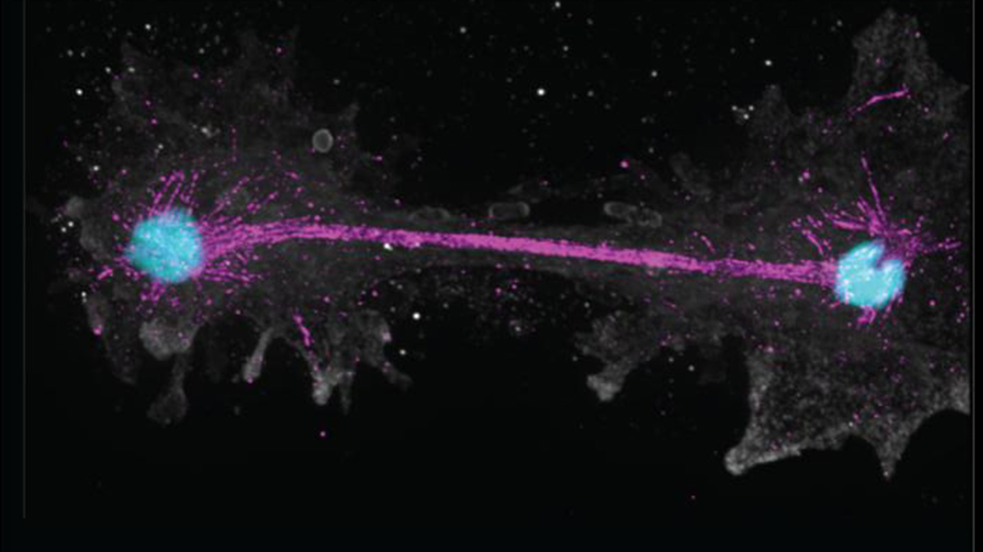 Two glowing blue cells are connected by a pink line against a black background.