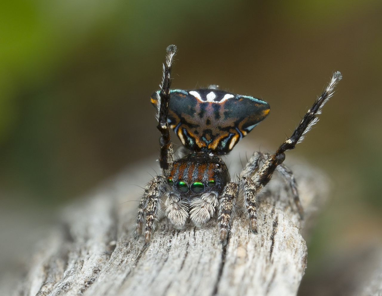 Maratus trigonus
