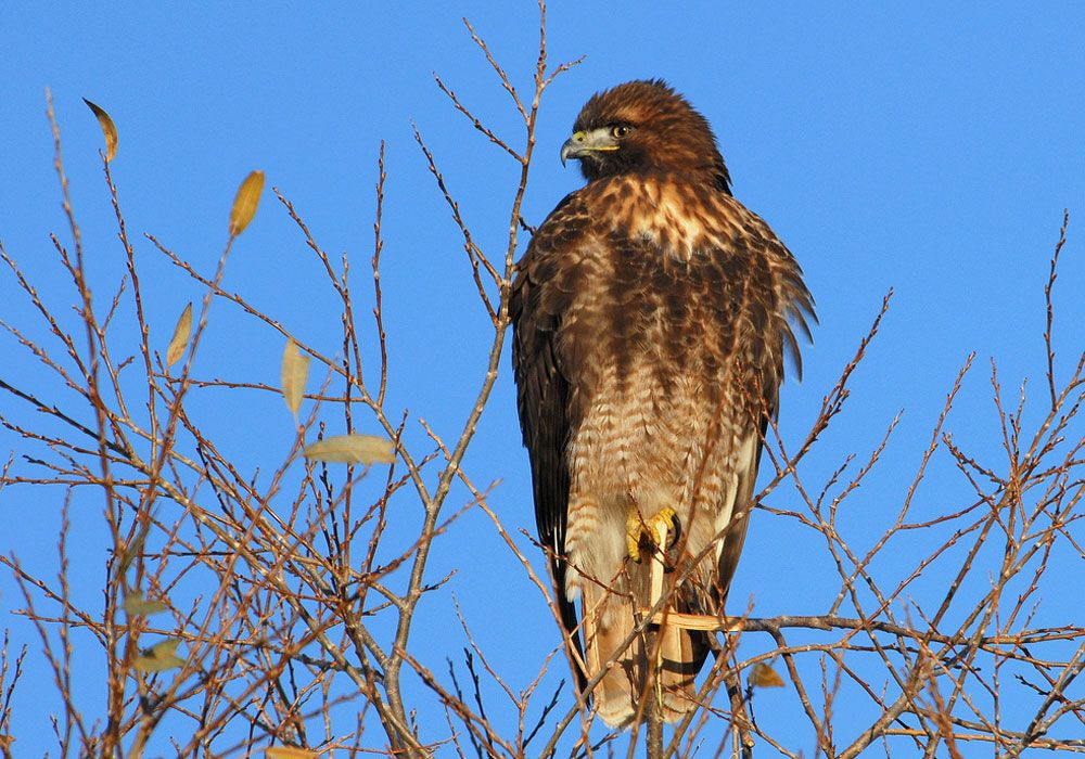 birds of prey species