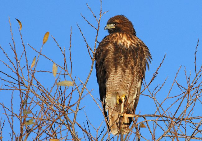 Red-tailed Hawk