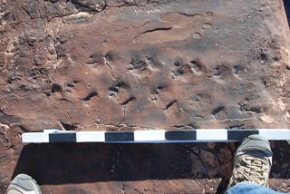 The 290-million-year-old trackway discovered in Nevada's Mojave Desert.