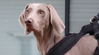 Tito the Weimaraner puppy from The Supervet: Puppy Special