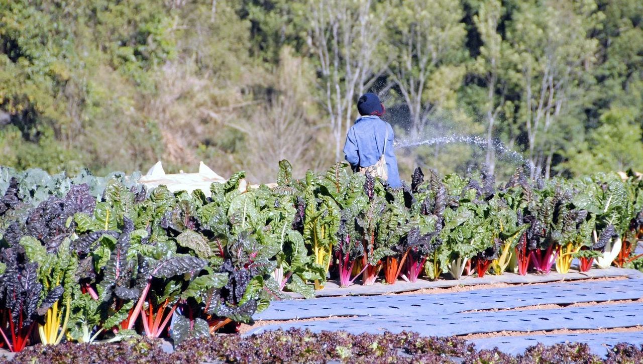 chard winter