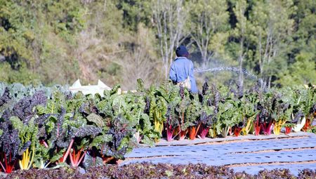 chard winter