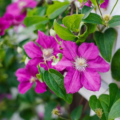 clematis on a trellis