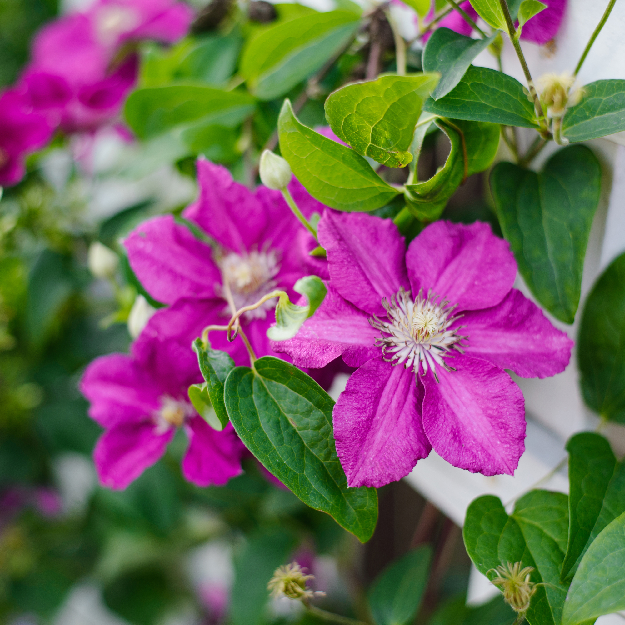 clematis on a trellis