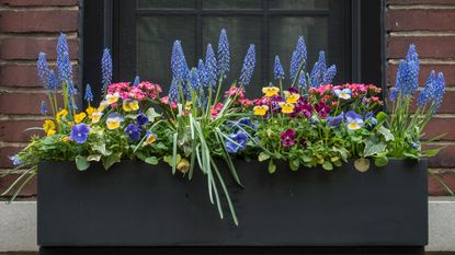 window box with pansies and muscari