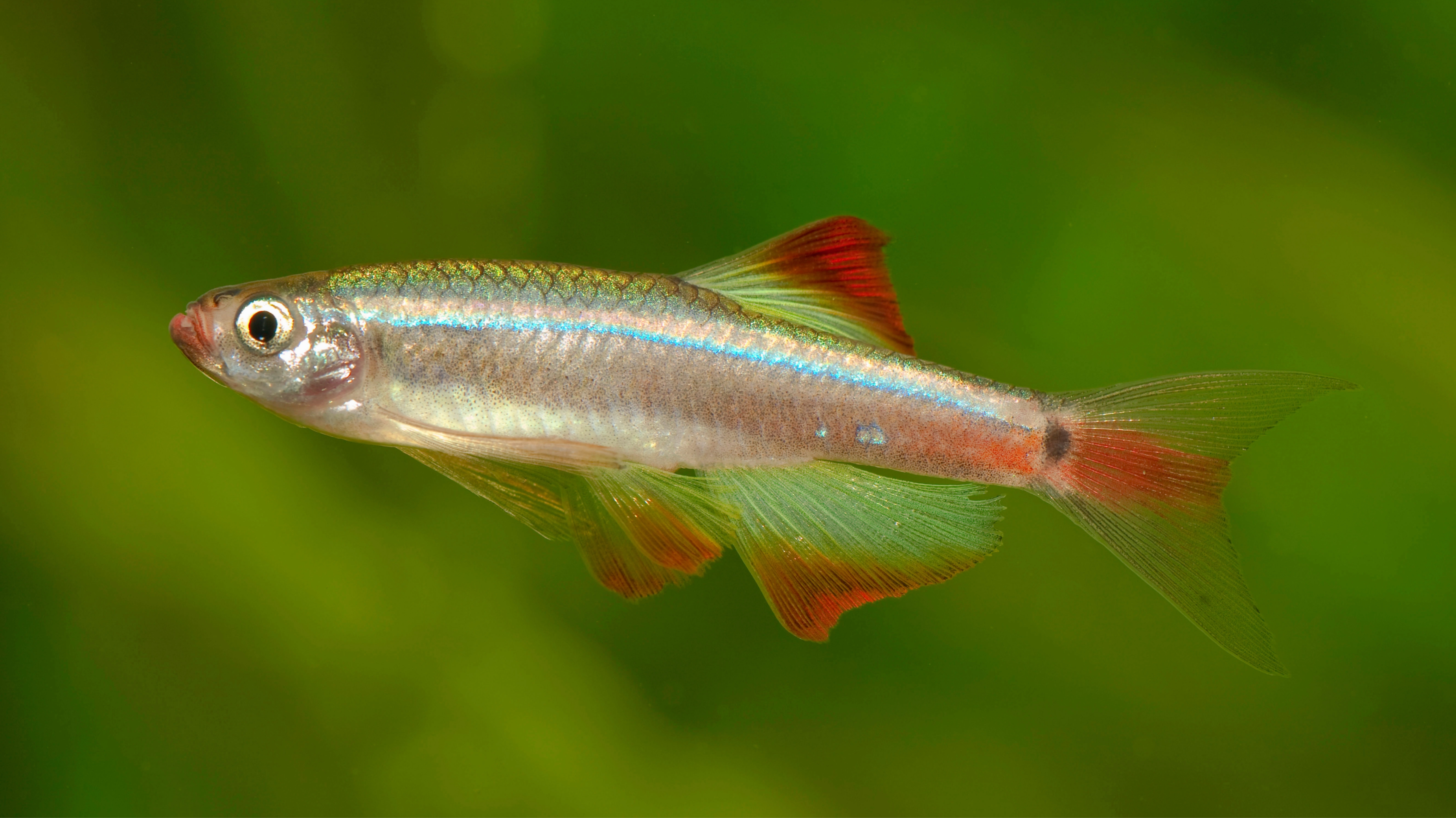 White cloud minnow