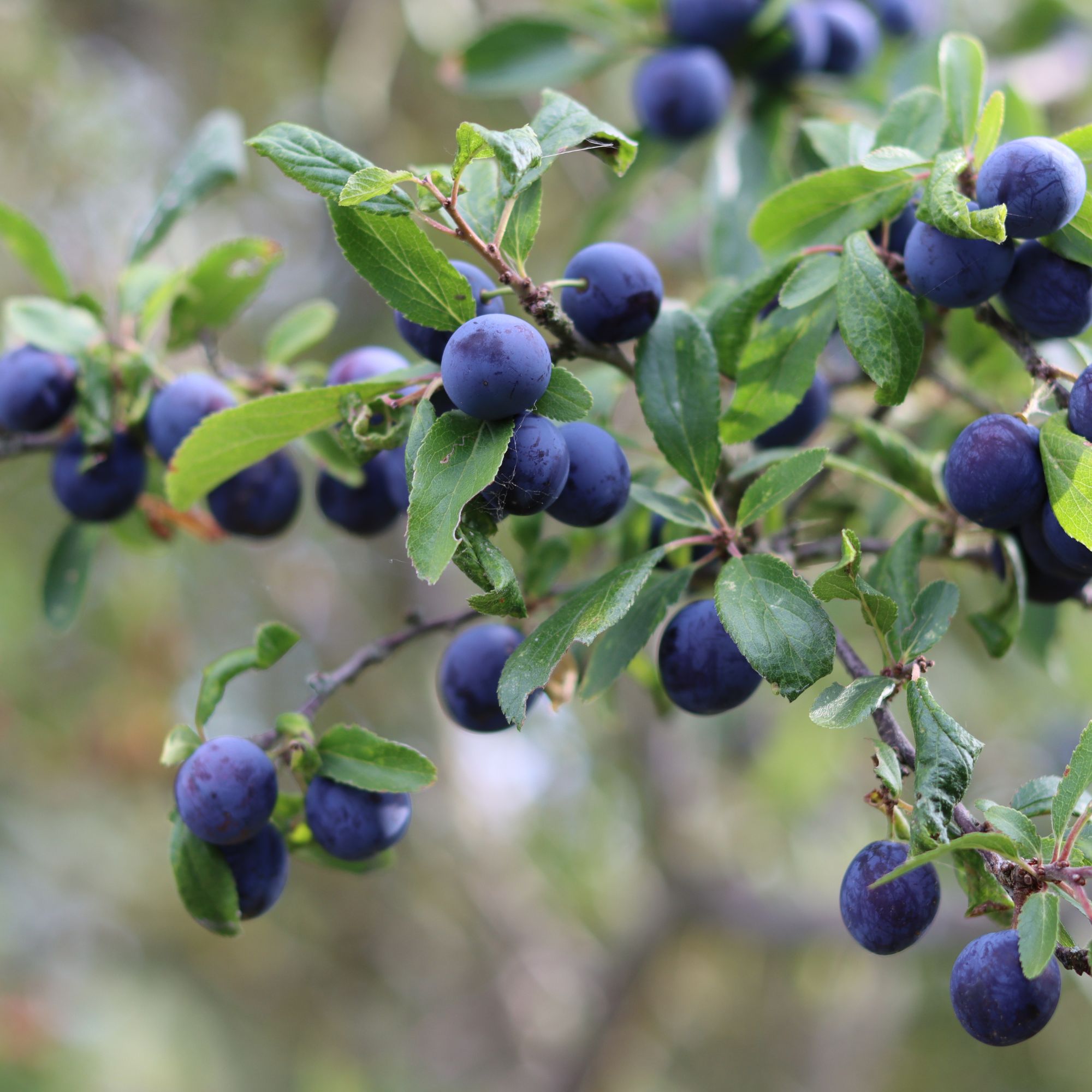 blackthorn tree