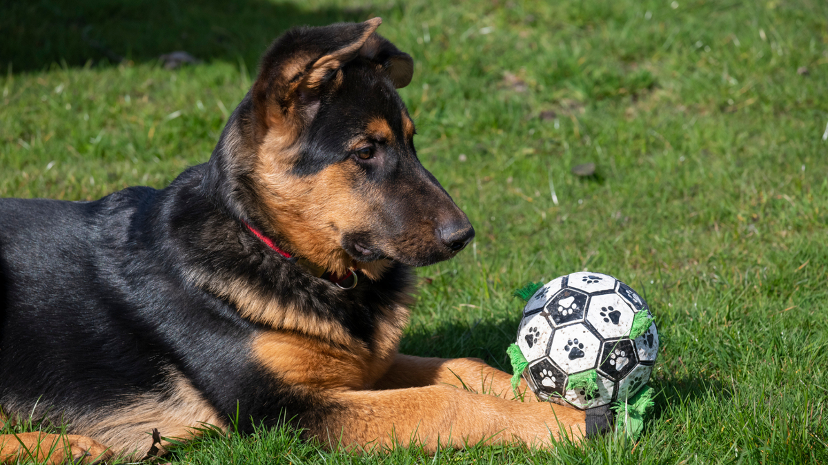 German shepherd puppy lying next to a ball toy