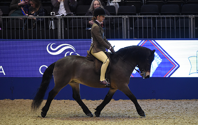 Dunkers Wigeon (133), exhibited by Frankie Currell for the owner Maureen Richardson; during the BSPS Ridden M&amp;amp;M Championship at the Olympia International Horse Show at Olympia, London, UK; on 19 th December 2016