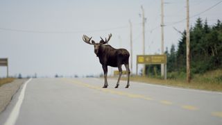 A moose standing on the road